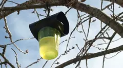 avispa-asiatica-abanto