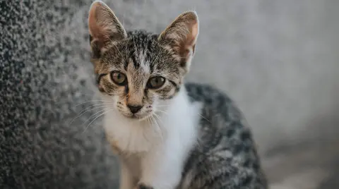 A cute little tabby cat sitting on the ground outdoors