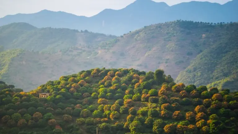 Las solicitudes pueden hacerse hasta el 24 de enero