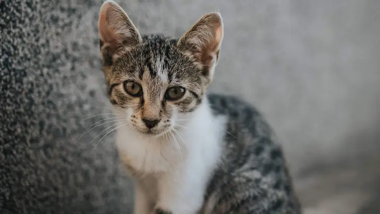 A cute little tabby cat sitting on the ground outdoors