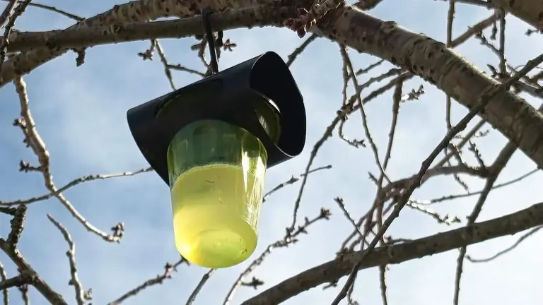 avispa-asiatica-abanto